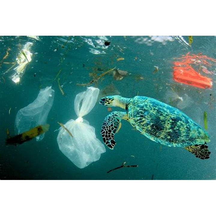 Pollution Marine Life Quizlet Image