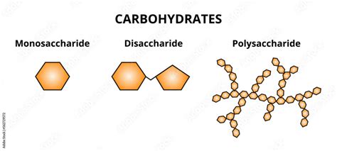 Polysaccharides vs Disaccharides