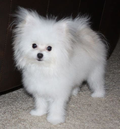 Pomeranian And Maltese Mix Puppies: The Adorable And Playful Hybrid
