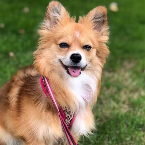 Pomeranian Corgi Mix For Sale: A Perfect Addition To Your Family