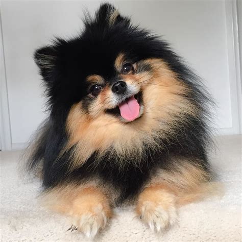 Pomeranian Dog White And Brown