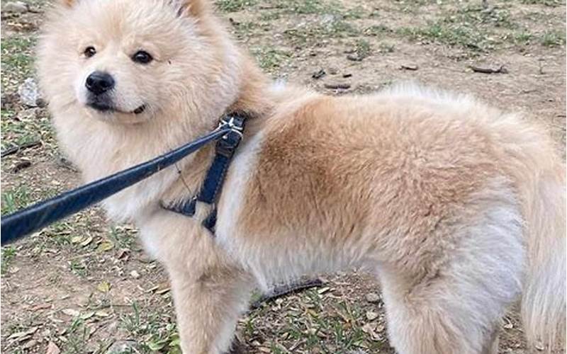 Pomeranian Mix Chow Chow: A Guide to This Adorable Hybrid Dog
