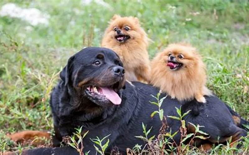 Pomeranian Mix With Rottweiler Parent