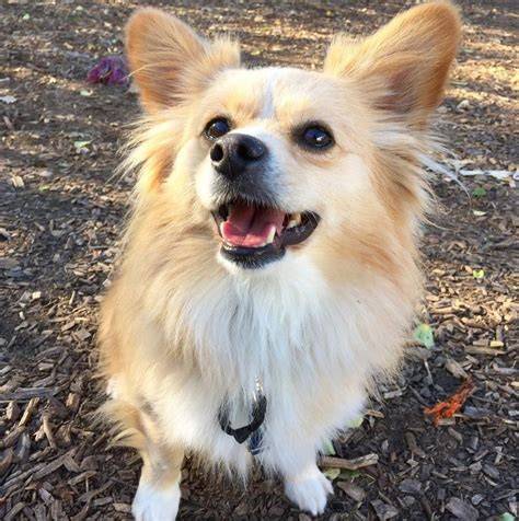 Pom / mix needing a new home in Harlow, Essex Gumtree