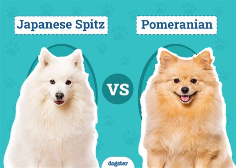 Japanese Spitz X Pomeranian Puppies Pets Lovers