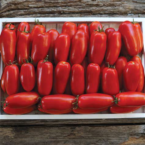 Pomodoro Squisito