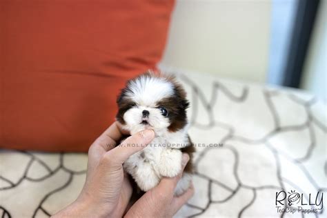 Pomsky Shih Tzu Teacup Pomeranian: The Adorable Mix Breeds Of 2023
