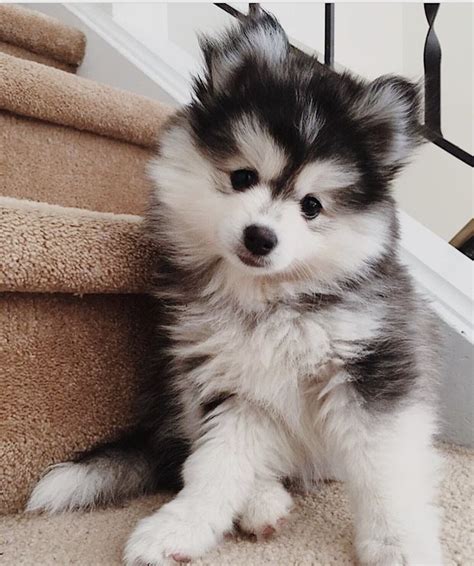 Pomeranian Husky Maltese Mix Pets Lovers