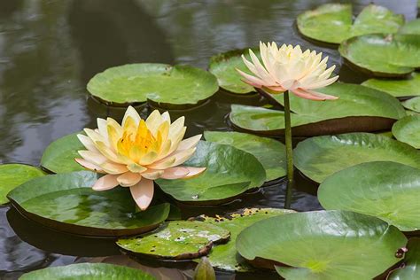Pond Flowers Names
