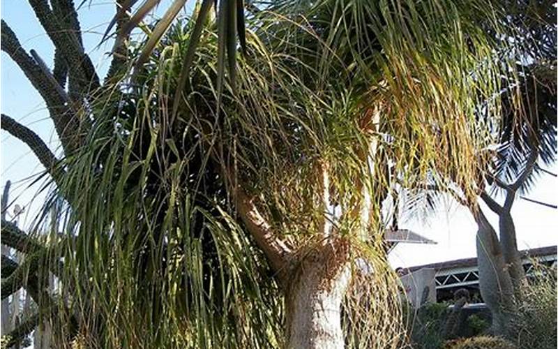 Ponytail Palm