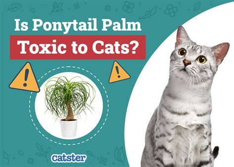 Ponytail Palm Poisonous To Cats: What You Need To Know
