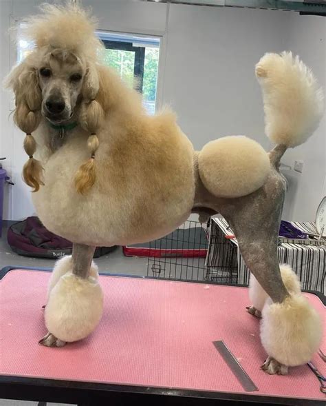 Poodle Cut