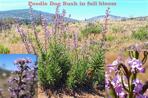 PoodleDog Bush warning! Pacific Crest Trail Association