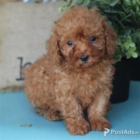 **King** Male Red Apricot Toy Poodle Paws Avenue Philippines