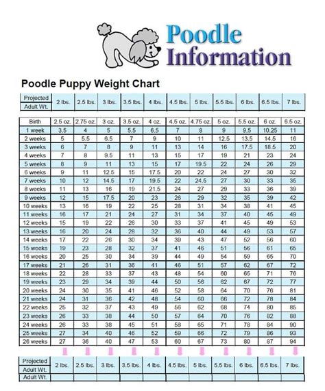 Poodle Puppy Weight Chart