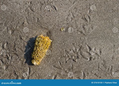 Popcorn Beach texture