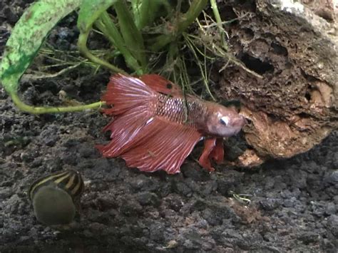 Popeye Betta Fish