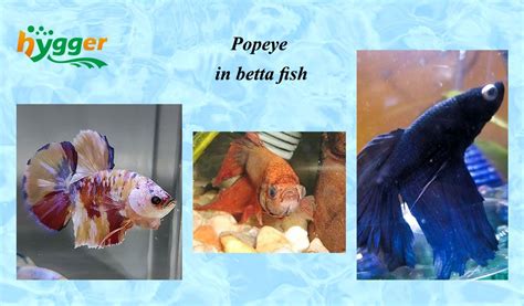 Popeye Betta Fish Treatment