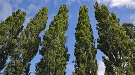 Poplar Tree Image