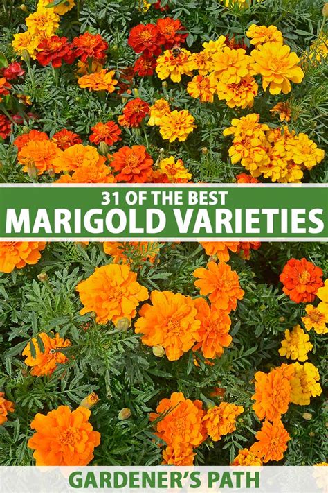 Popular African Marigold Varieties