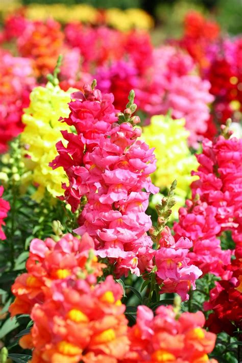 Popular Annual Flower Varieties