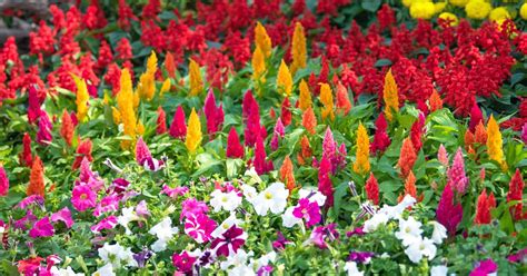 Popular Annuals for a Splash of Color