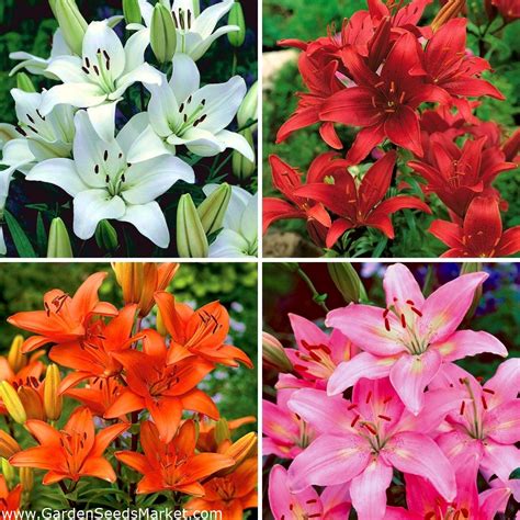 Popular Asiatic Varieties to Look For