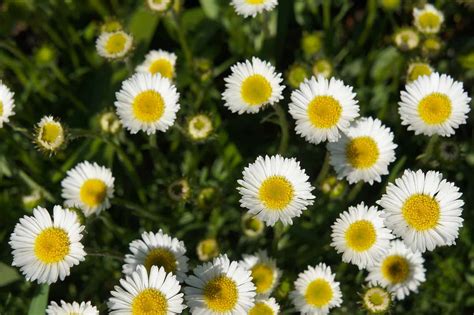 Popular & Beloved Daisy Type Flowers