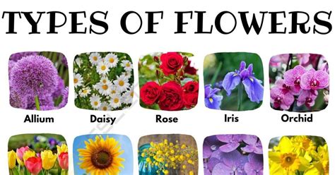 Popular Categories of Flowers