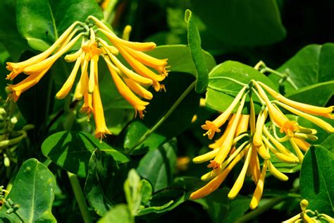 Popular Climbing Honeysuckle Types