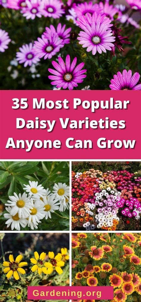 Popular Daisy Types Flowers to Discover