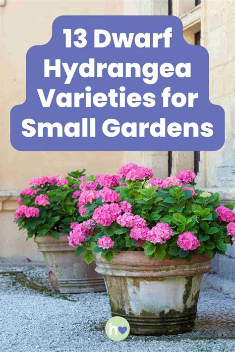 Popular Dwarf Varieties: Perfect for Smaller Spaces