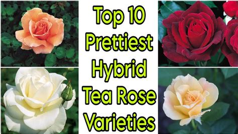 Popular Hybrid Tea Varieties