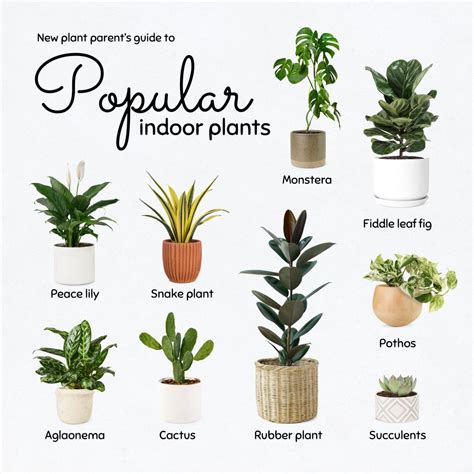 Popular Indoor Plants Of 2023