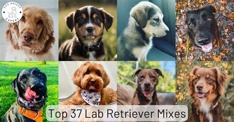 Popular Labrador Mixes and Their Expected Color Range