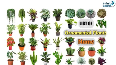 Popular Ornamental Varieties