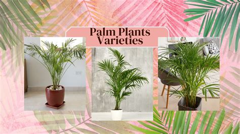 Popular Palm Varieties to Consider