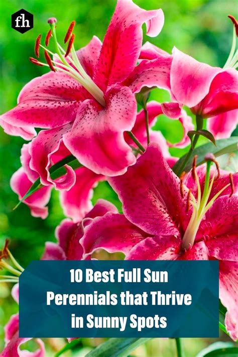 Popular Perennials for Sunny Spots