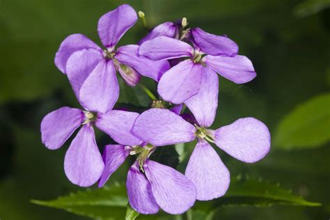 Popular Single-Petal Varieties