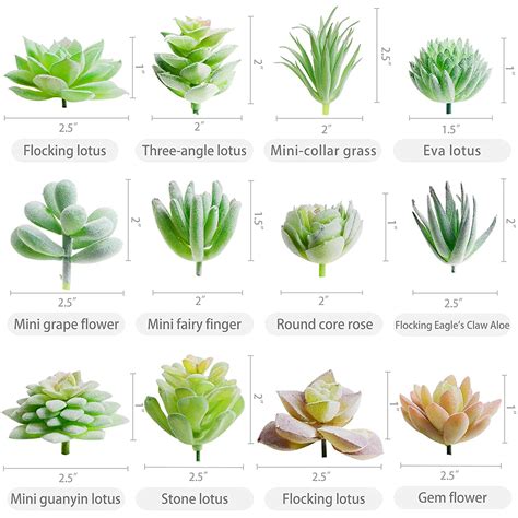Popular Succulent Plants Type for Beginners