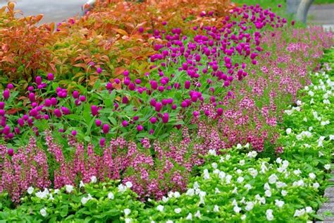 Popular Sun-Loving Annuals