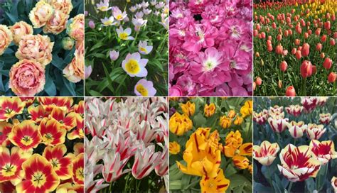 Popular Tulip Varieties