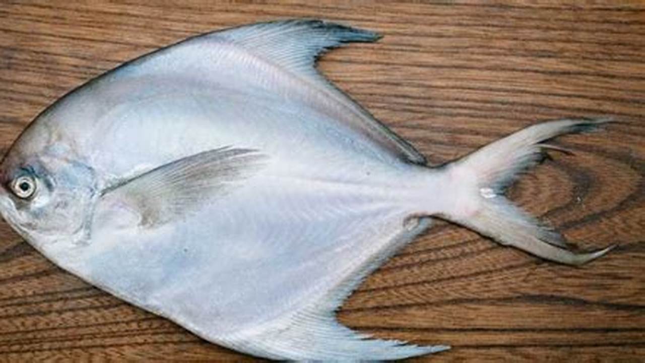 Populer - Ikan Bawal Putih Merupakan Salah Satu Jenis Ikan Yang Paling Populer Di Indonesia., Resep8-10k