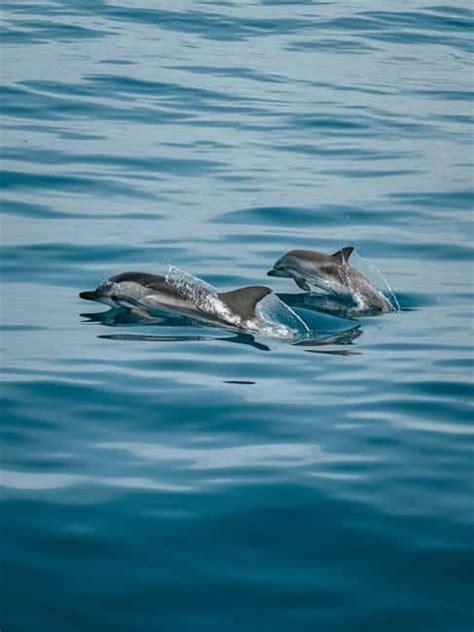 Porec Dolphin Tour