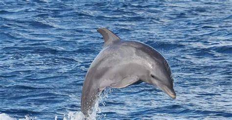 Port Adelaide Dolphins
