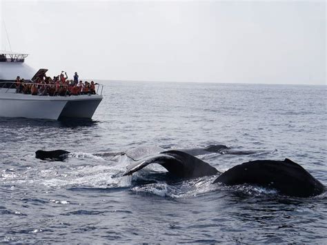 Port Transfer Whale Watching