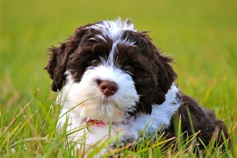 Portuguese Water Dog Breed Information & Characteristics Daily Paws