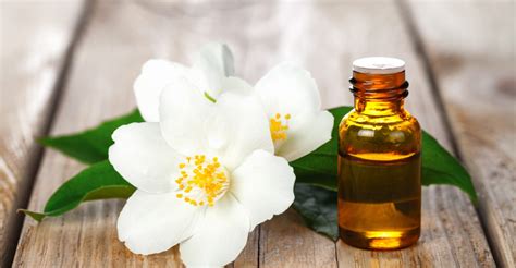 Possible Health Benefits of Jasmine Essential Oil for Cats and Dogs