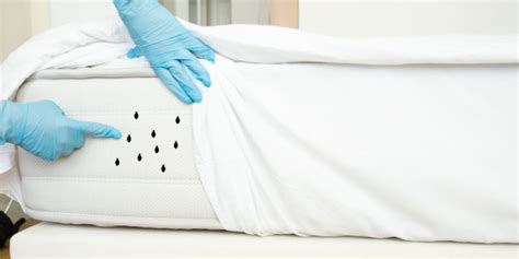 Post-Extermination Cleanup and Prevention