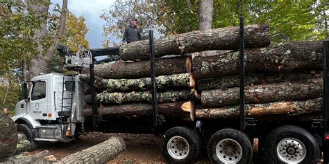 Post-Removal Cleanup and Prevention